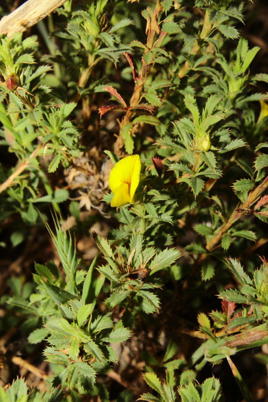 Ononis minutissima / Ononide minutissima